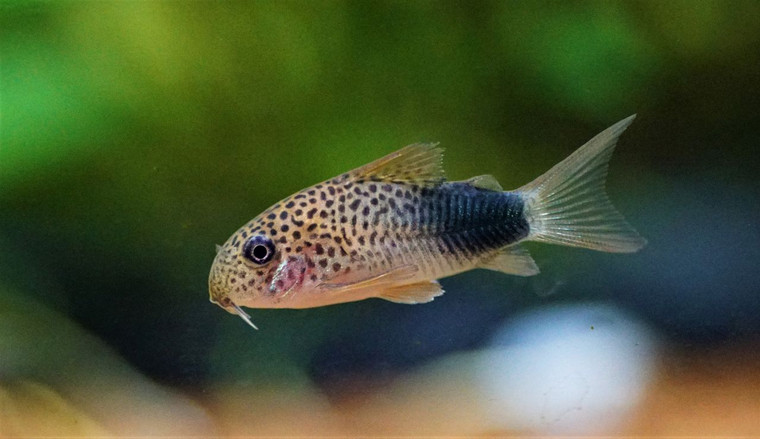Corydoras Similis, Very peaceful and suitable for many community tanks. Don't keep it with anything very large or aggressive.