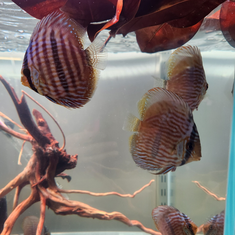 Assorted Discus Medium