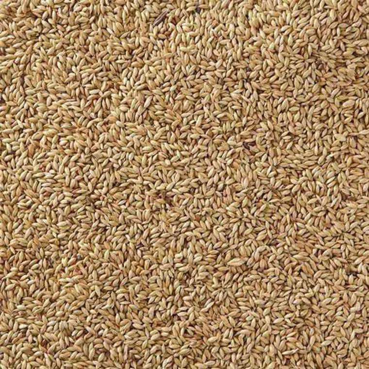 Loose Topflite Plain Canary Seed