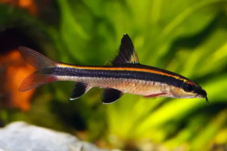 Flying Fox, small tropical fish that people like to have in their aquariums to eat black beard algae, silver with a black stripe from nose to tail.