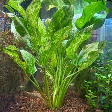 Large Sword | Aquarium Plant