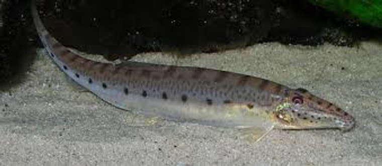 Horseface loach, long eel like loach, silver with black dots along its side