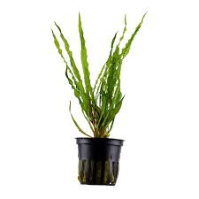 Cryptocoryn Crispatula