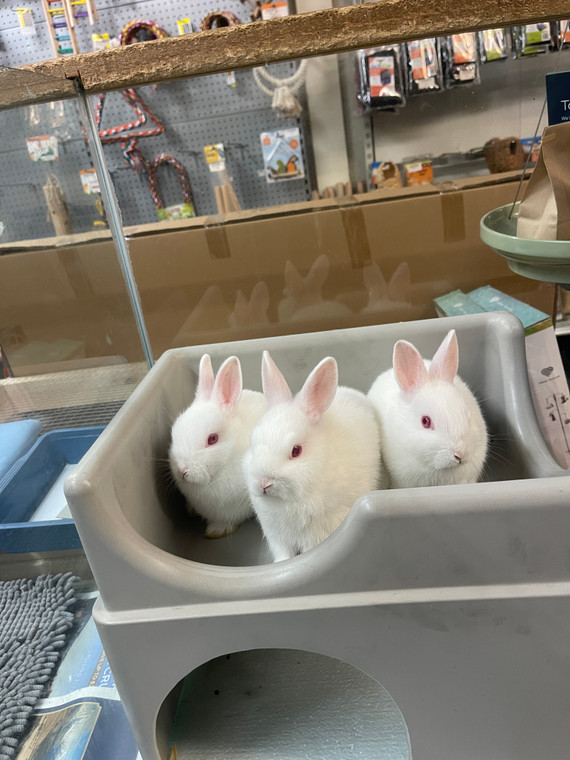 Netherland Dwarf Rabbit