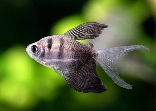 Swimming High Fin Black Widow Tetra