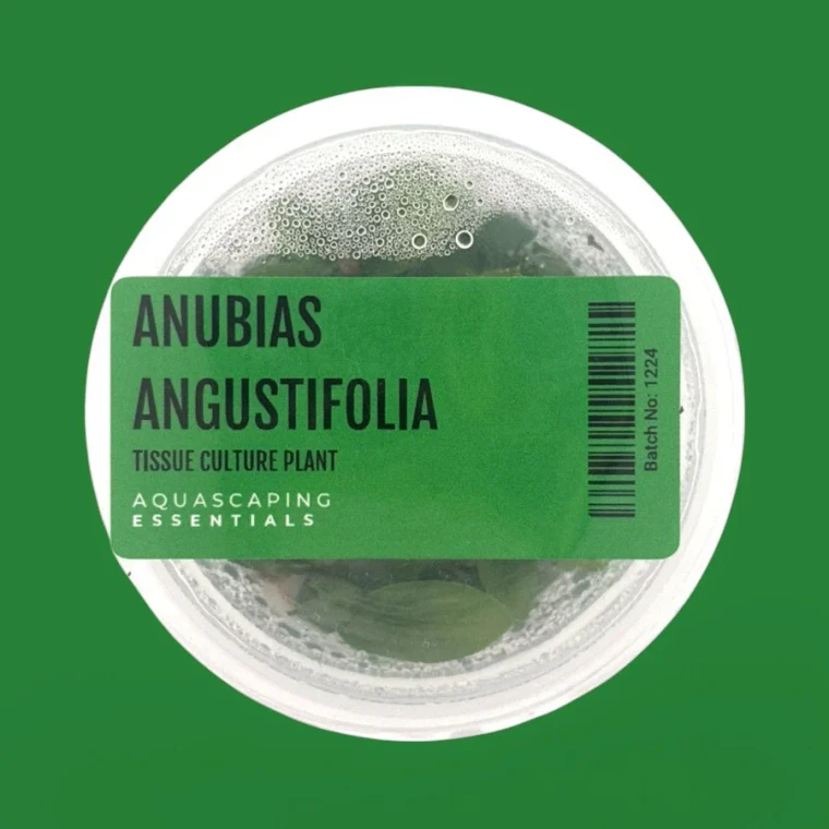 Anubias Angustifolia Tissue Culture (Aquascaping Essentials)