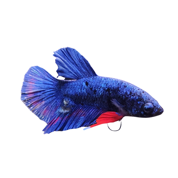 Blue Avatar Betta Plakatt