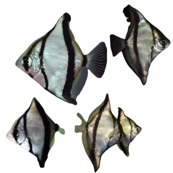 Mono Angel (Brackish) - Sebae