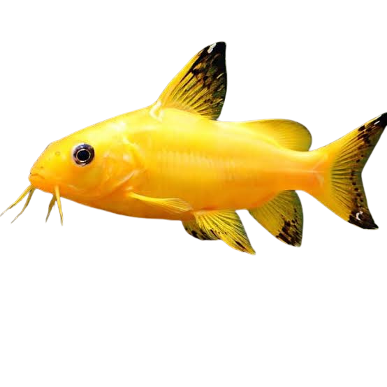 Synodontis Nigrita Gold