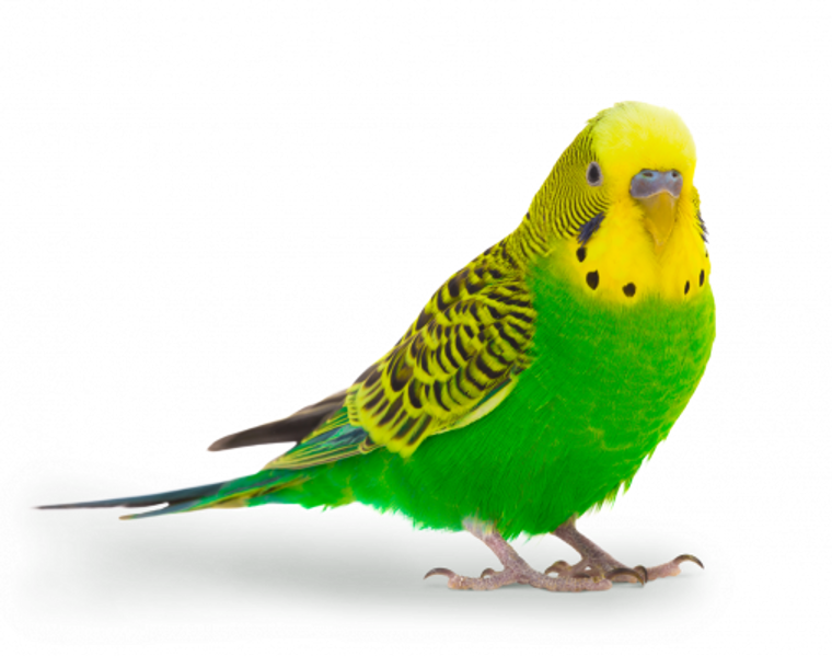 Budgie