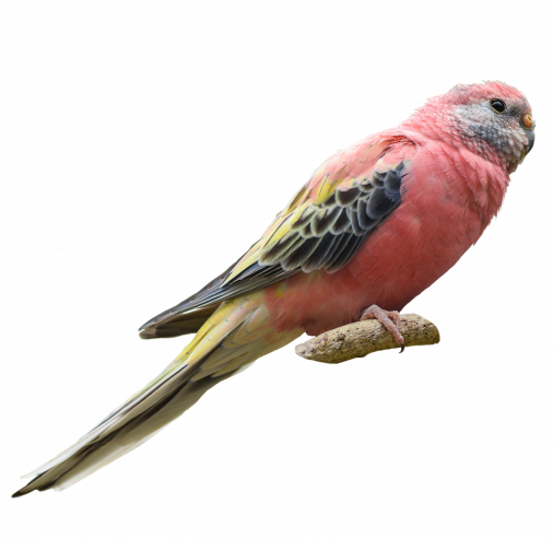 Bourke Rosa