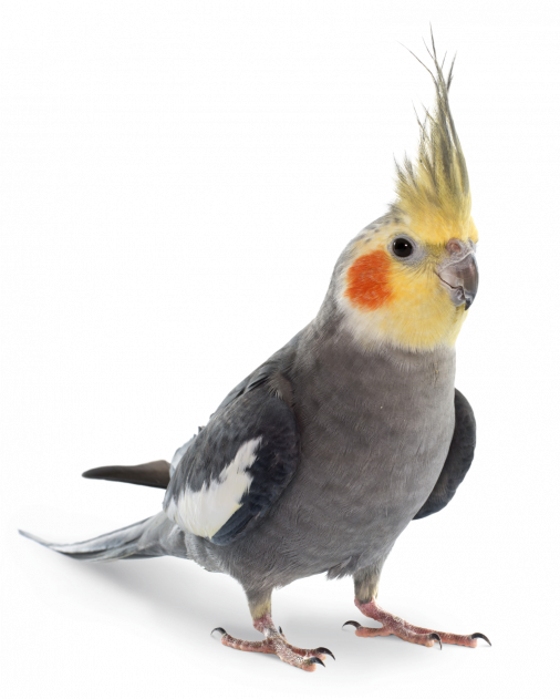 Cockatiel | Grey