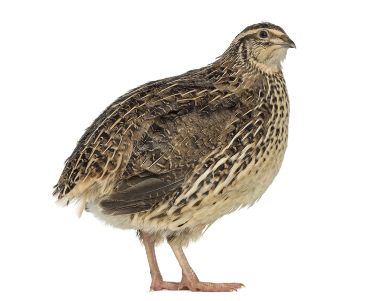 Japanese Quail