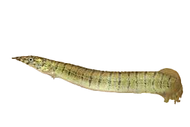 Zebra Spiney Eel