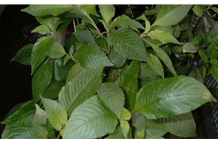 Cherry Leaf (Giant Hygrophila) - Potted