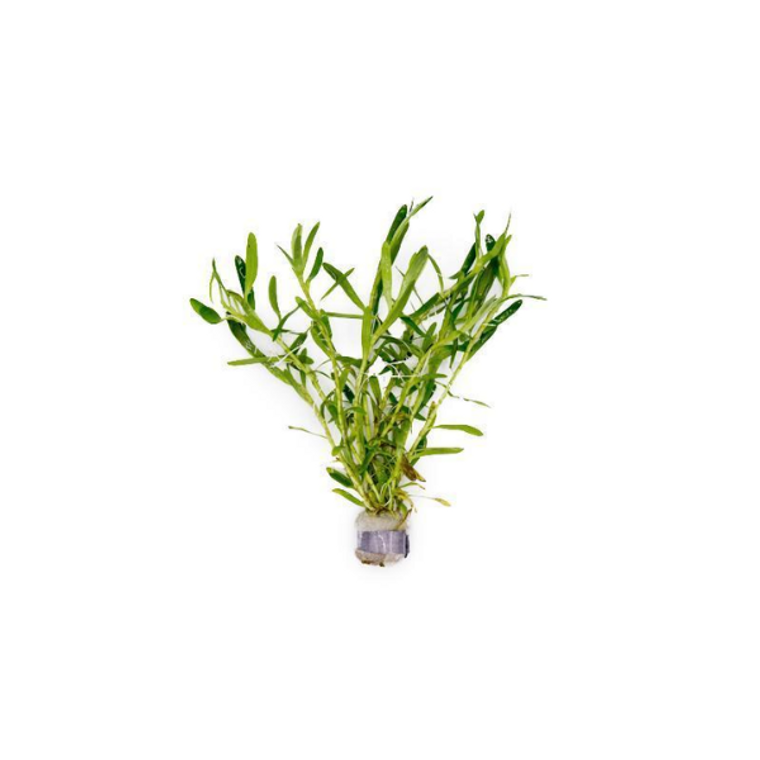 Stargrass. Potted