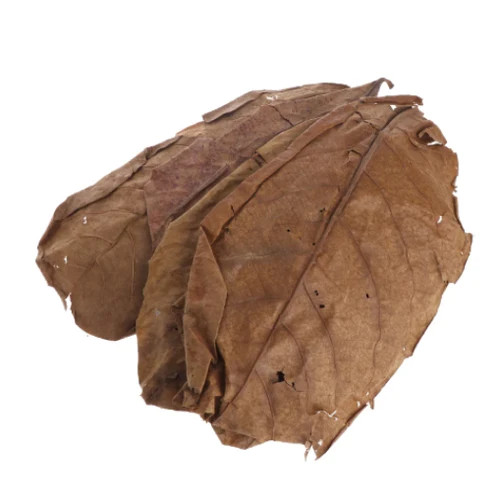 Catappa Leaves 10 Pack