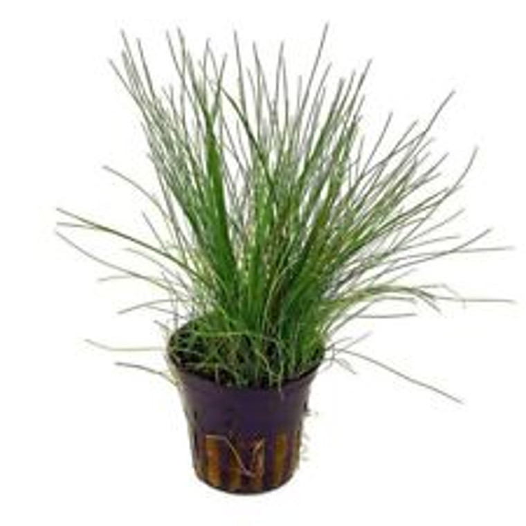 Hairgrass Potted