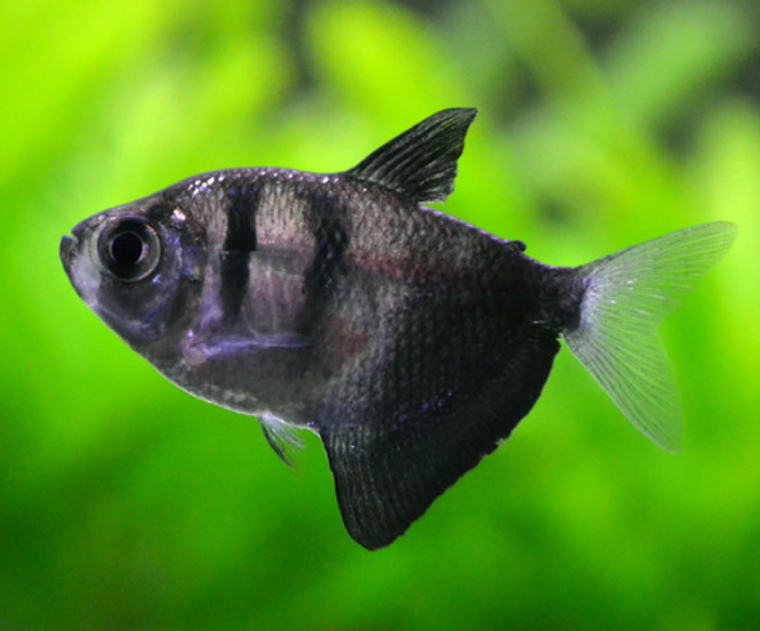 Black Widow Tetra, black and grey tropical fish with a triangular shape. Black Widow Tetra, black and grey tropical fish with a triangular shape.