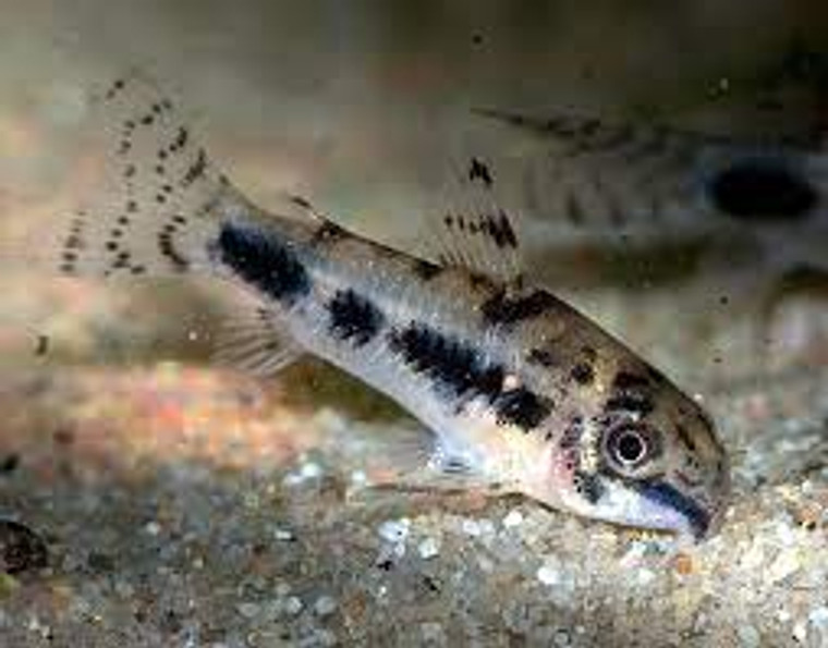 Corydoras Salt & Pepper