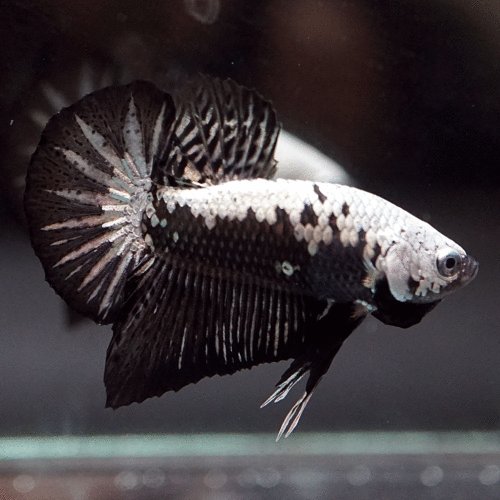 Black Samurai Betta - Male