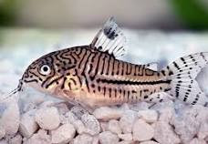Corydoras Julii