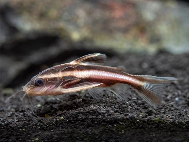 Chocolate Talking Catfish, Chocolate Talking Catfish are considered of peaceful temperament, prefering a sandy substrate and can grow up to 23cm.