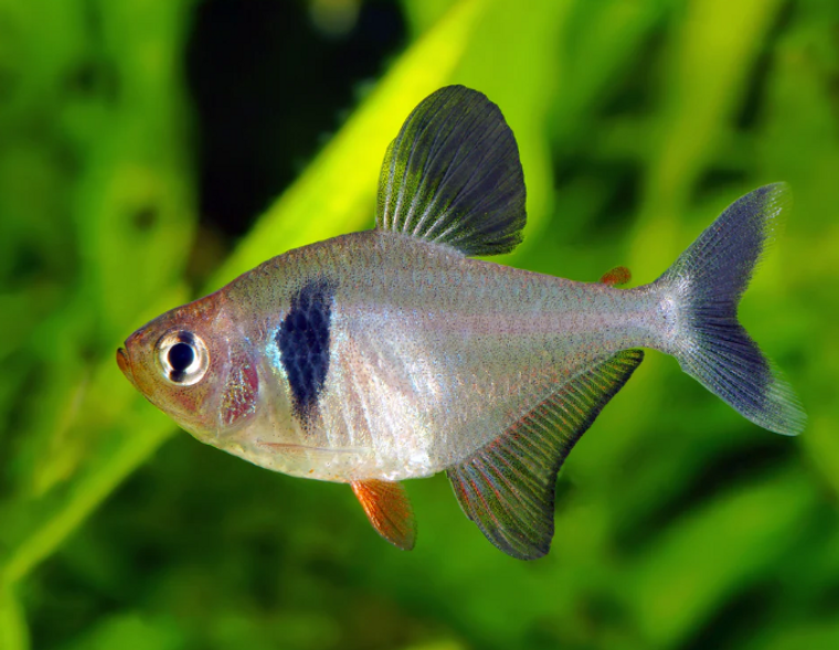 Black Phantom Tetra, Black Phantom Tetras should be kept in shoals of 6 or more fish. The aquarium should be well-planted with rooted and floating plants in order to provide much appreciated shady areas.