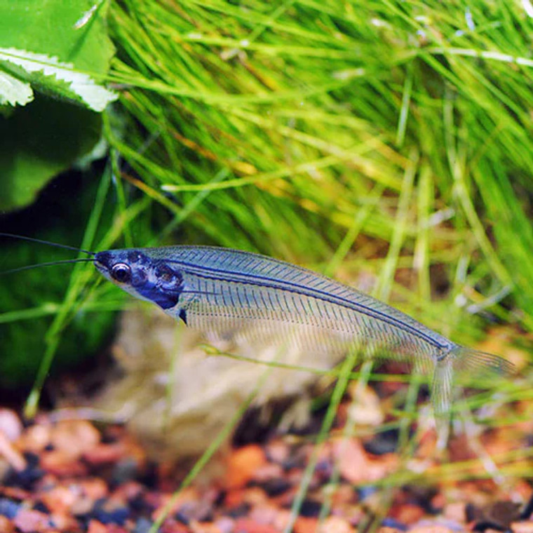 Glass Ghost Catfish, a peaceful fish with a unique ghost, glass like appearance, really beautiful.