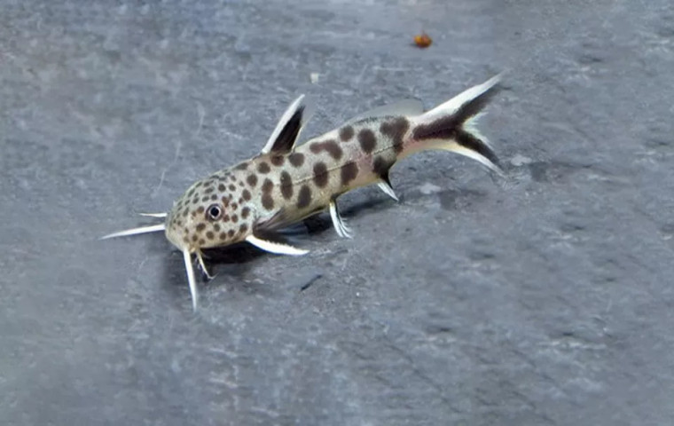 Synodontis Petricola