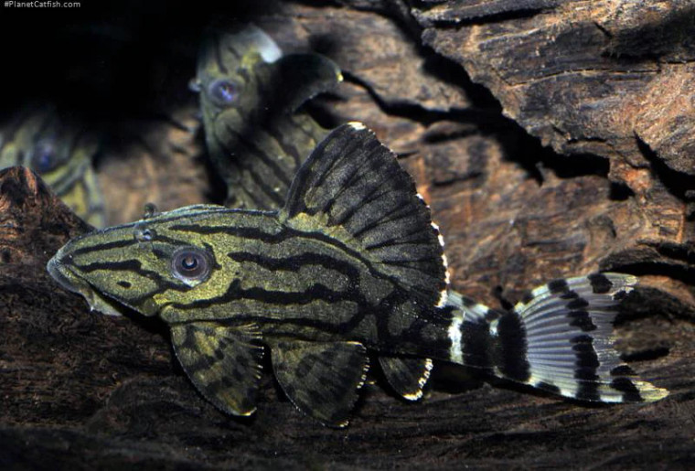 L191 Dull Eye Royal Pleco L191 Dull Eye Royal Pleco
