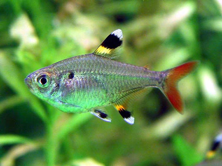 Pristella Tetra, The Pristella Tetra is a hardy fish species that is easy to care for. It is considered a good addition to the majority of community aquariums.