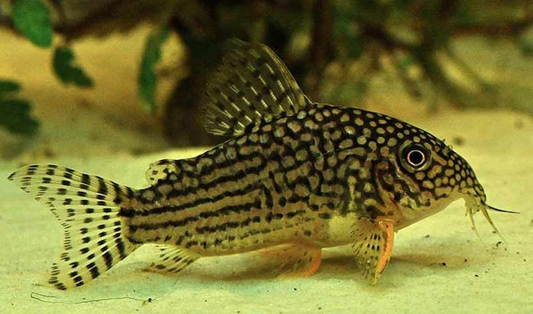Corydoras Sterbai