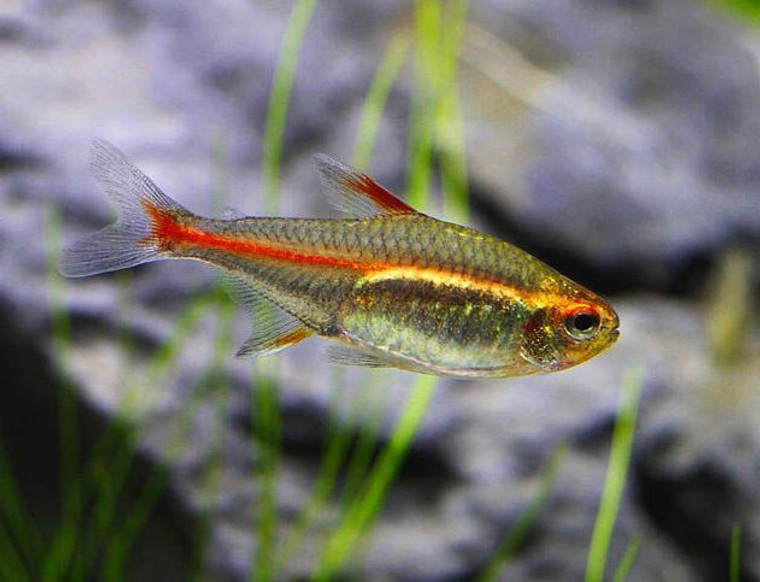 Glowlight Tetra, small silver tropical fish with red stripe from nose to tail. Glowlight Tetra, small silver tropical fish with red stripe from nose to tail.