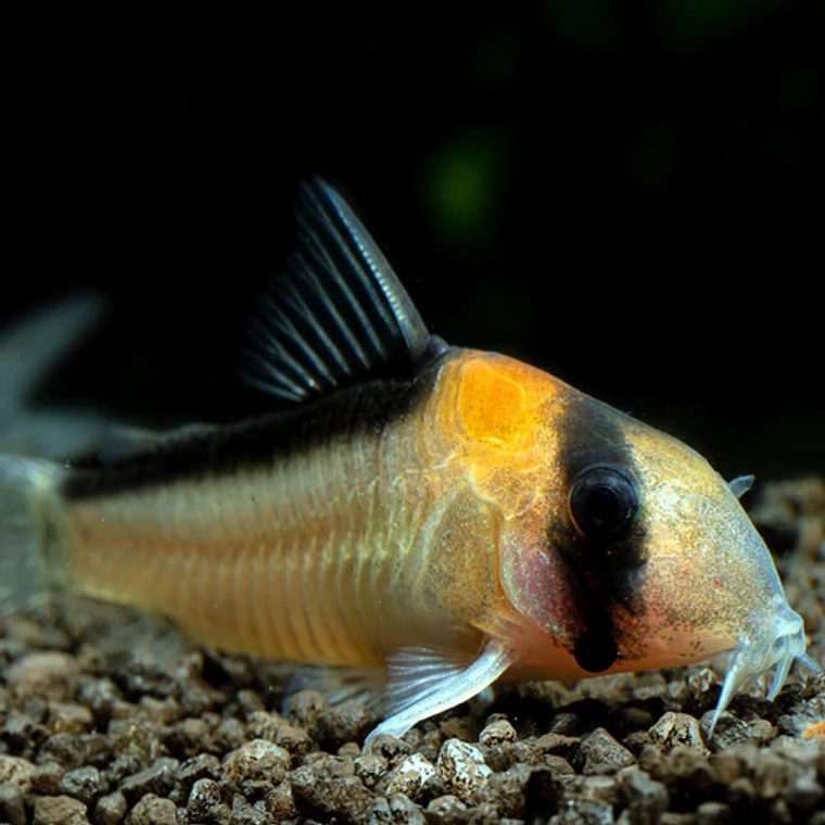 Corydoras Adolfoi, small cat fish with a striking golden-orange color and a black strip over the head. Corydoras Adolfoi, small cat fish with a striking golden-orange color and a black strip over the head.