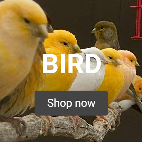 Birds on a perch, website tile to take you to our bird pages