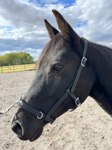 ComfyFit Lunging Cavesson ComfyFit Lunging Cavesson