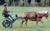 EMCarriage  Easy Entry Training Cart 10hh to 15hh