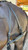 Freedman's Leather/Patent Cob/SmHorse Harness