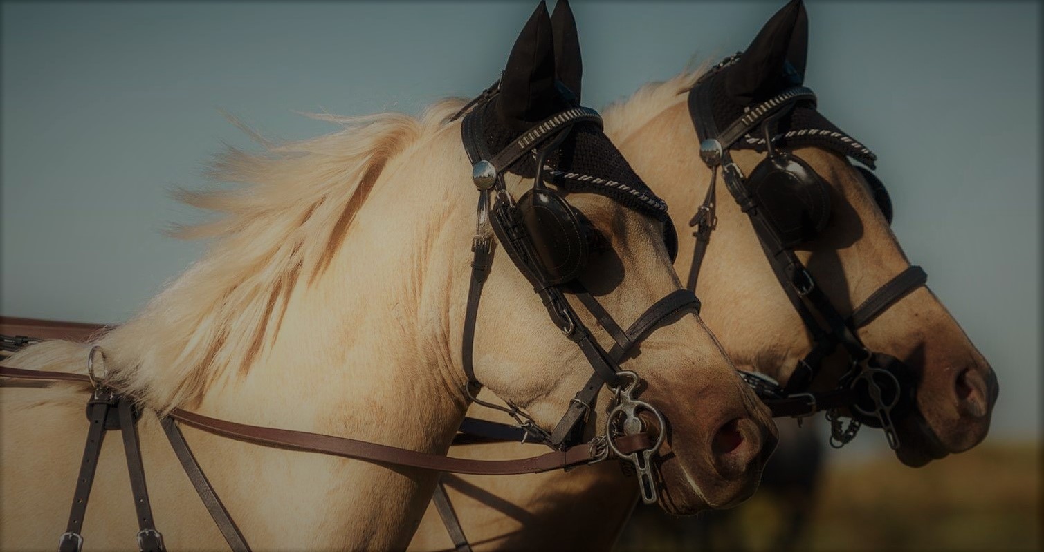 Horse riding : passion and sport Horse Pilot