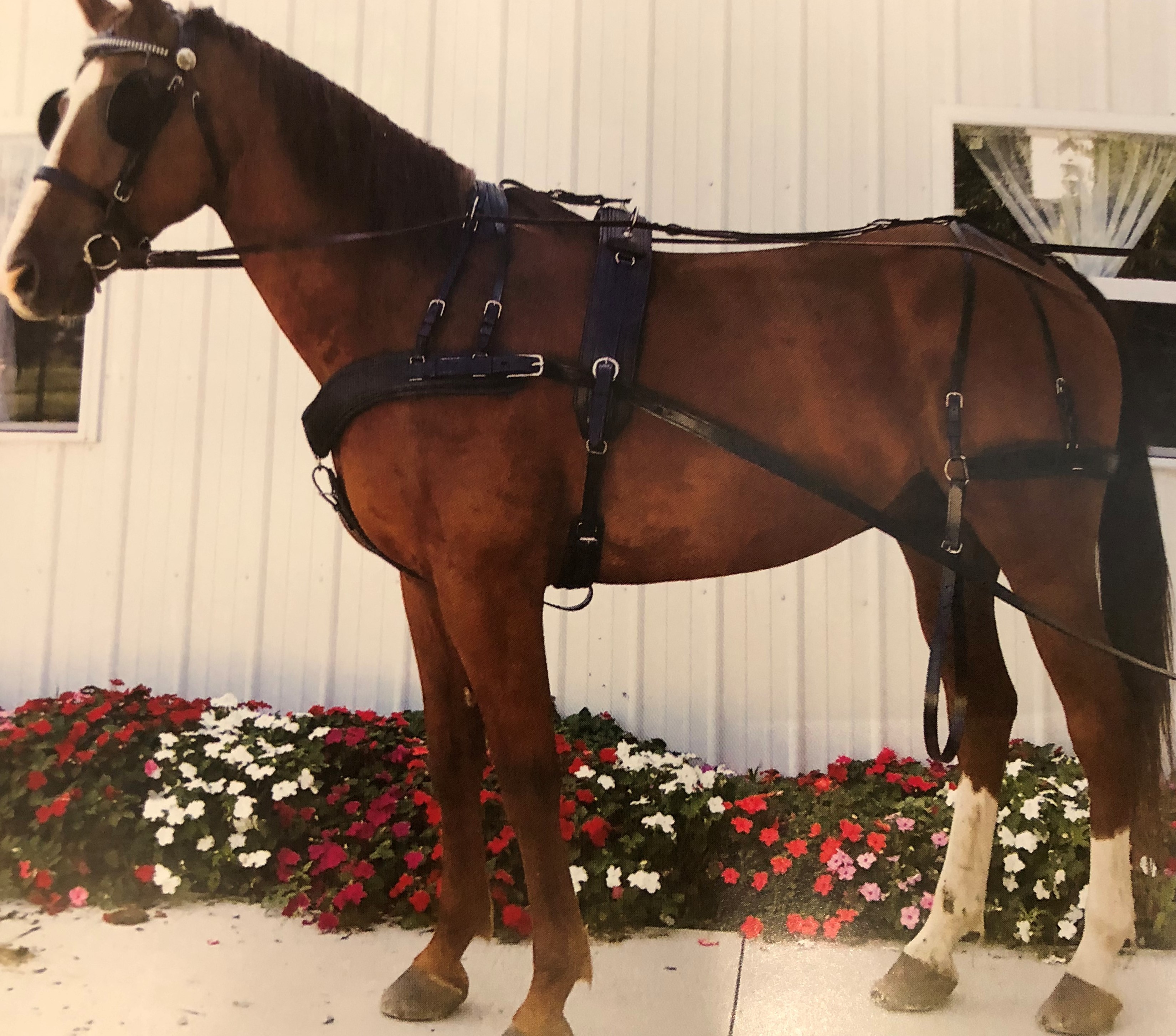 - COMPLETE HARNESSES