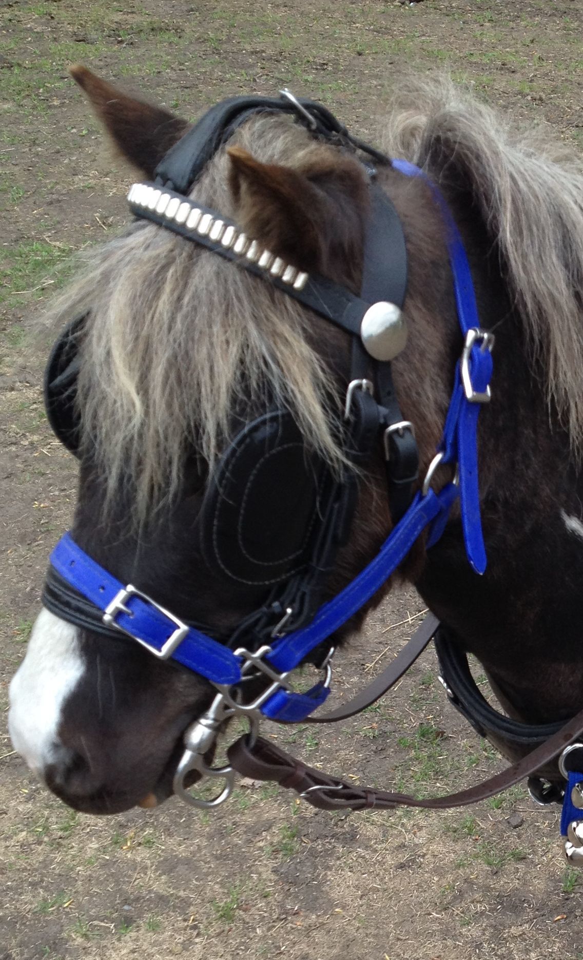 - Under Halters / Halters