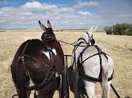 Breeching, Holdback Straps, Trace Carriers