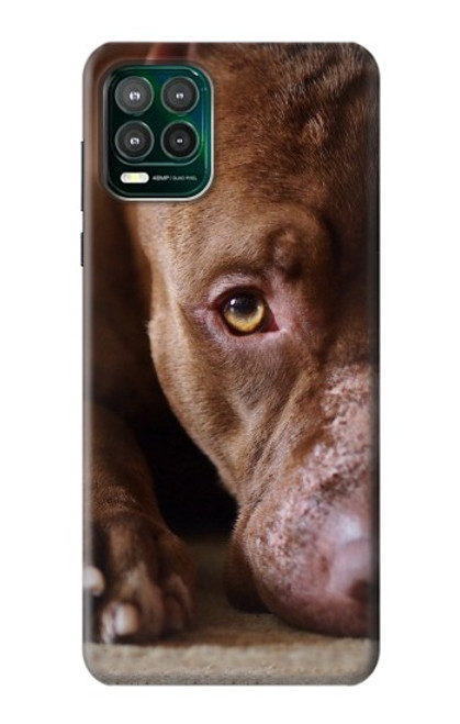 W0519 PitBull Face Hard Case and Leather Flip Case For Motorola Moto G Stylus 5G