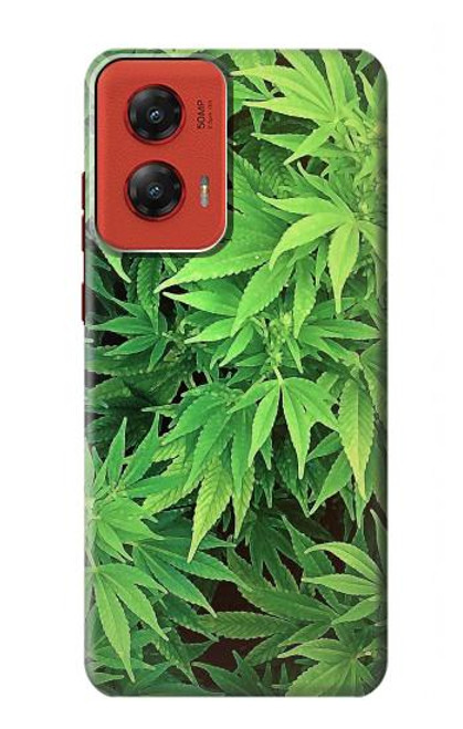 W1656 Marijuana Plant Hard Case and Leather Flip Case For Motorola Moto G Stylus 5G (2024)