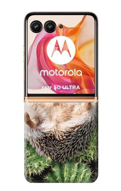 W3863 Pygmy Hedgehog Dwarf Hedgehog Paint Hard Case and Leather Flip Case For Motorola Razr 50 Ultra