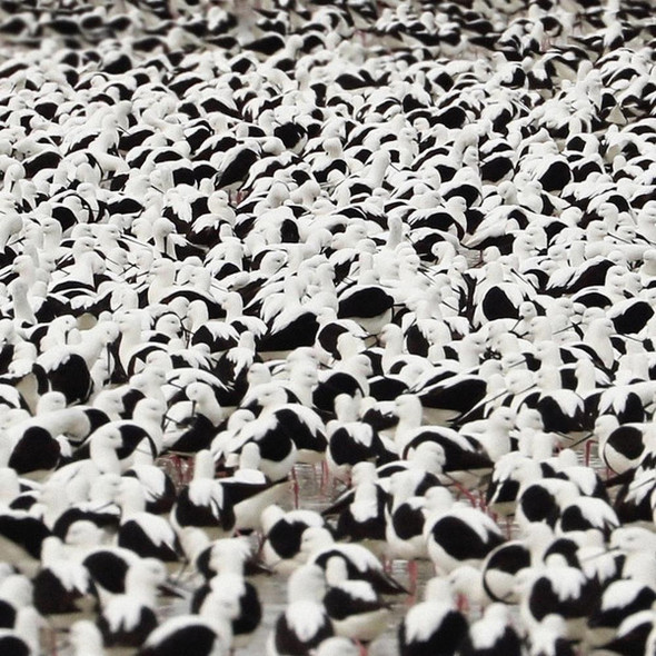 STELLA DONNELLY - Flood--Vinyl LP-Brand New/Still sealed_SC0123042