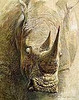 Rhinoceros-Sappi