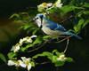 Bluejay painting