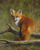 Red Fox painting by Richard Clifton